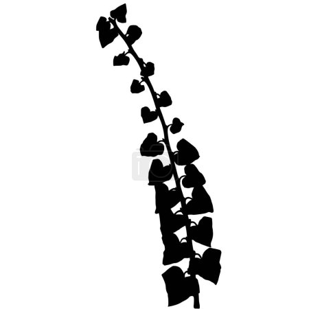 Ilustración de Hojas de hiedra, ilustración vectorial de un herbario. - Imagen libre de derechos