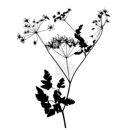 Illustration for Chervil plant, vector illustration from a herbarium. - Royalty Free Image