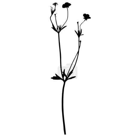 Téléchargez les illustrations : Ranunculus plant, illustration vectorielle d'un herbier. - en licence libre de droit