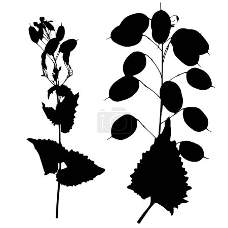 Planta Lunaria, ilustración vectorial de un herbario.
