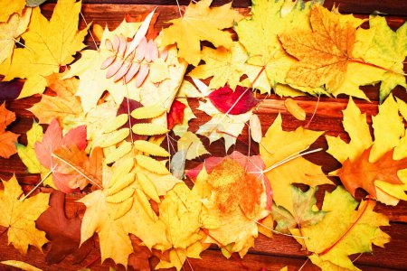 Photo for Autumn leaves over wooden background with copy space - Royalty Free Image
