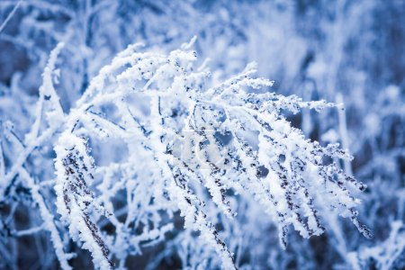 Téléchargez les photos : Beautiful winter background on nature in travel park - en image libre de droit