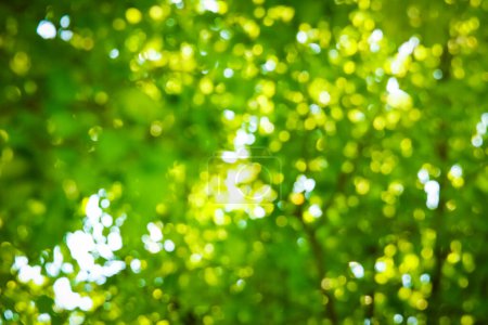 Téléchargez les photos : Rameau de fond vert flou - en image libre de droit