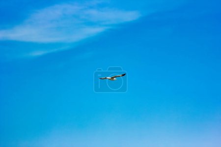 Téléchargez les photos : Beau ciel au bord de la mer avec mouettes fond nature - en image libre de droit