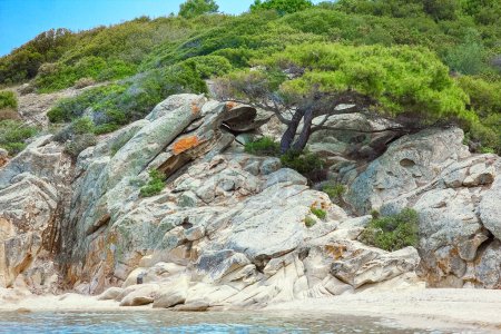 Téléchargez les photos : Bel arbre au bord de la mer sur fond de nature - en image libre de droit