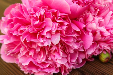 Téléchargez les photos : Pivoines fleurs sur fond en bois concept mère jour - en image libre de droit