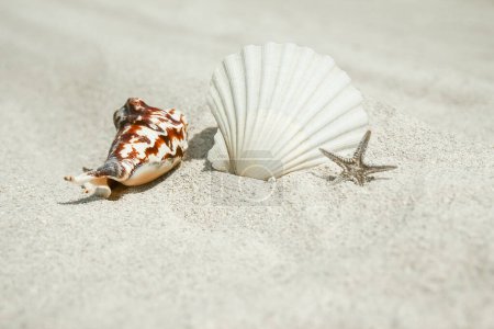 Foto de Bellas conchas junto al mar en el fondo de la naturaleza - Imagen libre de derechos