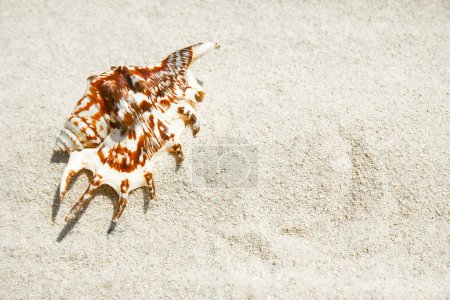 Téléchargez les photos : Belles coquillages au bord de la mer sur fond de nature - en image libre de droit