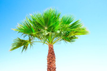 Photo for Beautifully stylish palm tree on nature shore of the sea background - Royalty Free Image
