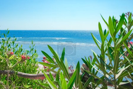Photo for Beautifully stylish tropical landscape on the sea shore background - Royalty Free Image