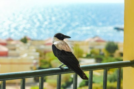 Téléchargez les photos : Beau corbeau sur fond de nature murale - en image libre de droit