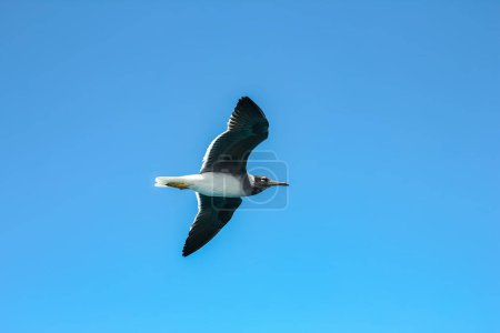 Photo for Beautiful sea gulls flying on nature background - Royalty Free Image