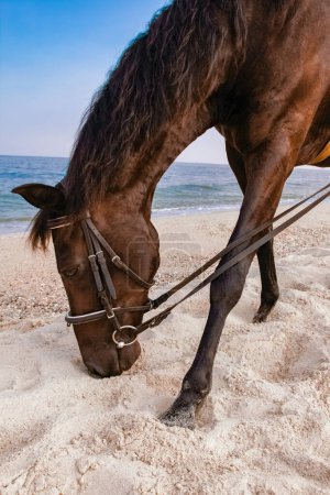 Foto de Hermoso caballo con estilo en la playa en el verano en la naturaleza - Imagen libre de derechos
