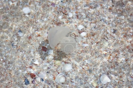 Téléchargez les photos : Méduses nage dans l'eau de mer près du fond du rivage - en image libre de droit