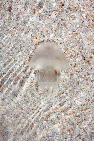 Photo for Jellyfish swims in the sea water near the shore background - Royalty Free Image