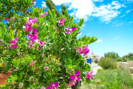 Téléchargez les photos : Belles fleurs près de la rive de la mer sur fond de parc naturel - en image libre de droit