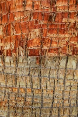 Téléchargez les photos : Beau tronc d'arbre gros plan sur fond de nature - en image libre de droit