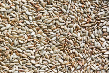 Téléchargez les photos : Beaucoup de graines de tournesol pelées fond - en image libre de droit