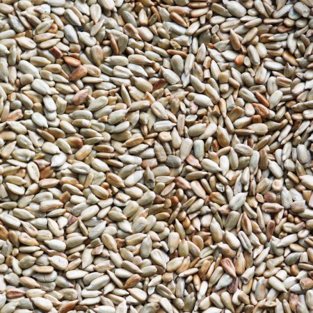 Photo for Many peeled sunflower seeds background - Royalty Free Image