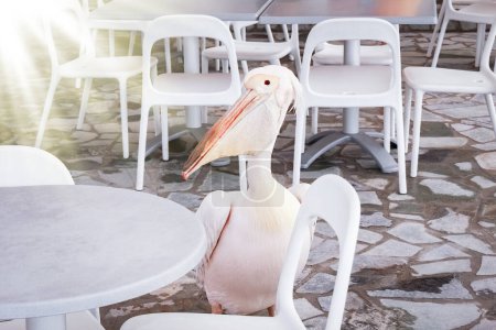 Photo for Beautiful pelican in a restaurant cafe on the nature by the sea - Royalty Free Image