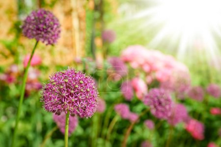 Photo for Beautiful flowers in nature in the park background - Royalty Free Image