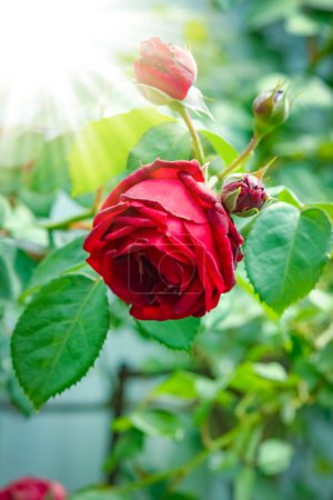 Téléchargez les photos : Beautiful rose flowers on nature in the park holiday background - en image libre de droit