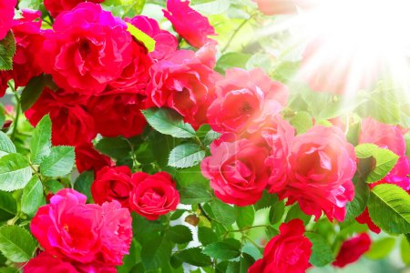 Téléchargez les photos : Beautiful rose flowers on nature in the park holiday background - en image libre de droit