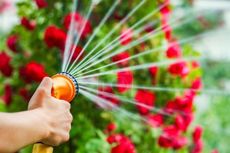 Photo for A man is watering flowers from a hose sprinkler in a park on nature background - Royalty Free Image