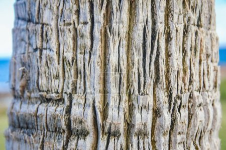 Foto de Hermoso árbol tronco primer plano en el fondo de la naturaleza - Imagen libre de derechos
