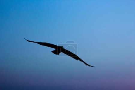 Foto de Gaviota en el cielo sobre el mar en el aire en la naturaleza - Imagen libre de derechos