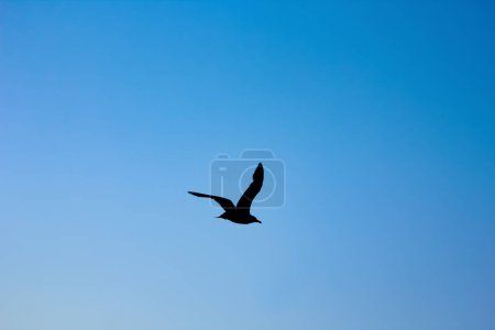 Foto de Gaviota en el cielo sobre el mar en el aire en la naturaleza - Imagen libre de derechos