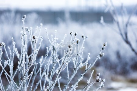 Foto de Beautiful winter background on nature in travel park - Imagen libre de derechos