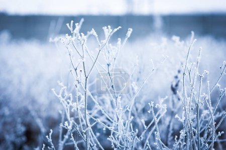 Foto de Beautiful winter background on nature in travel park - Imagen libre de derechos