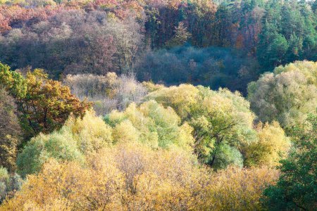 Foto de Ver árboles otoño parque naturaleza temporada - Imagen libre de derechos