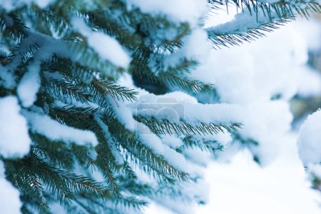 Foto de Árboles de Navidad en invierno en la naturaleza en el fondo del parque - Imagen libre de derechos
