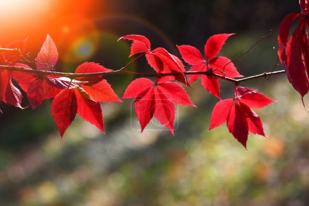 Téléchargez les photos : Un fond de parc naturel rouge feuilles - en image libre de droit