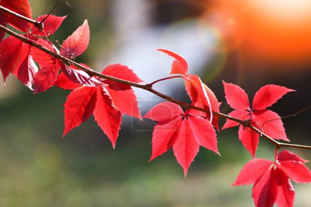 Téléchargez les photos : Feuilles rouge nature parc arrière-plan automne - en image libre de droit