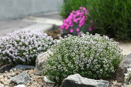 Foto de Flores en el patio piedras decoración plantas - Imagen libre de derechos