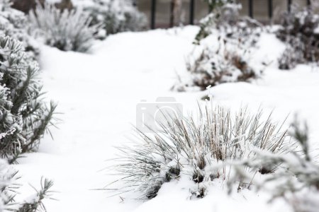 Photo for Plants in the snow winter frost season December - Royalty Free Image
