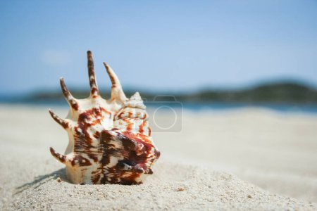 Foto de Bellas conchas junto al mar en el fondo de la naturaleza - Imagen libre de derechos