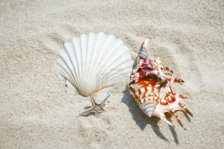 Photo for Beautiful seashells by the sea on nature background - Royalty Free Image