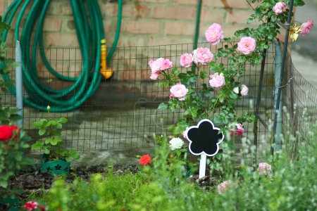 Téléchargez les photos : Jardin Se connecter fleurs sur la nature dans le fond du marché du parc - en image libre de droit