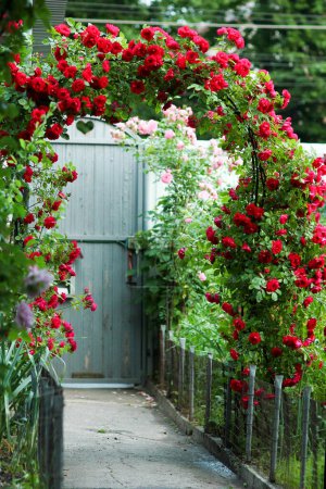 Téléchargez les photos : Roses arc dans le jardin nature dans le parc sur un fond de voyage - en image libre de droit