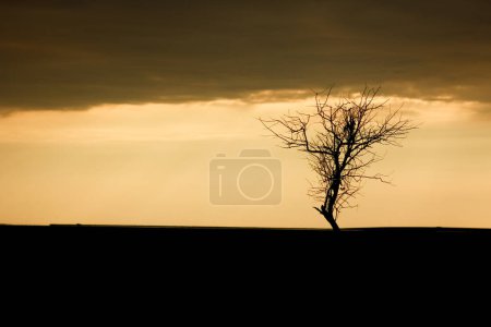 Téléchargez les photos : Belle silhouette d'arbre sur la nature dans le fond du parc - en image libre de droit