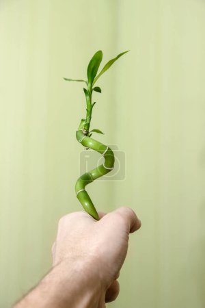 Green bamboo in hands on background