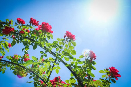 Roses dans un parc dans la nature contre un ciel bleu