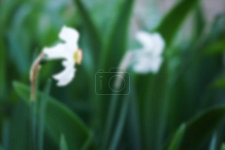 Téléchargez les photos : Belles fleurs dans le parc sur fond de nature - en image libre de droit
