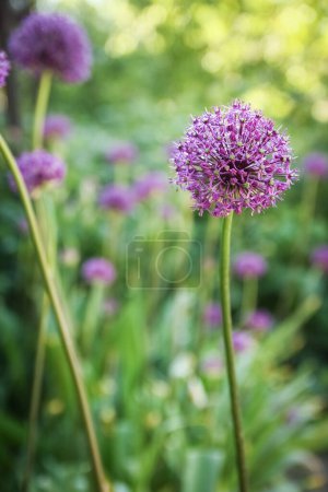 Photo for Beautiful flowers in the park on nature background - Royalty Free Image