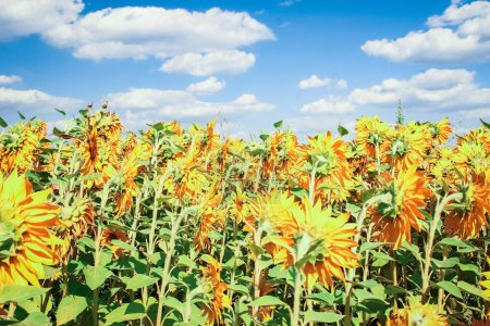 Téléchargez les photos : Un champ de tournesols en fleurs contre un ciel coloré - en image libre de droit