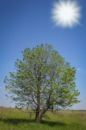 Téléchargez les photos : Bel arbre dans un champ dans le parc naturel - en image libre de droit